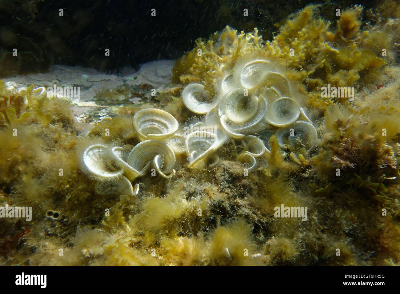 Peacocks tail or Funnel weed (Padina pavonica Stock Photo Alamy