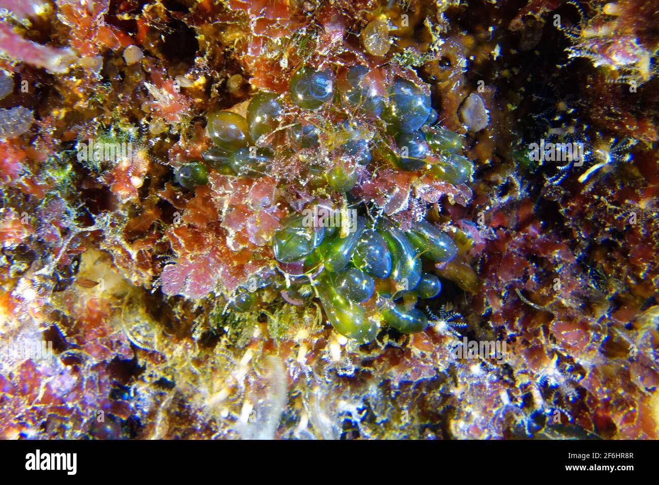 Sea tube (Valonia utricularis) Stock Photo