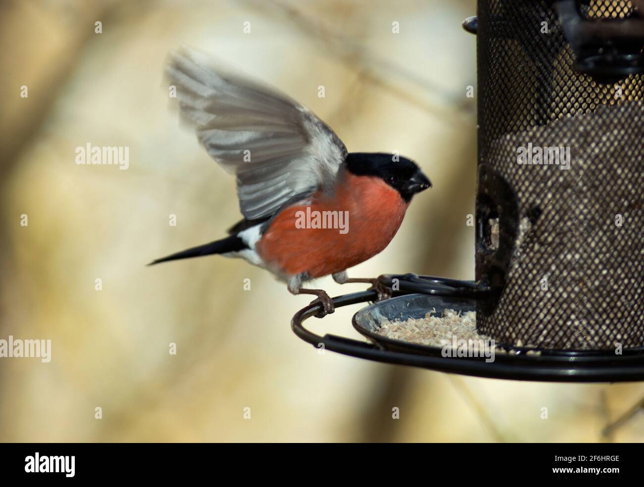 A male Bullfinch lands on a garden birdfeeder. Normally these are shy birds of the woodland canopy but people feeding birds are lucky to see them Stock Photo