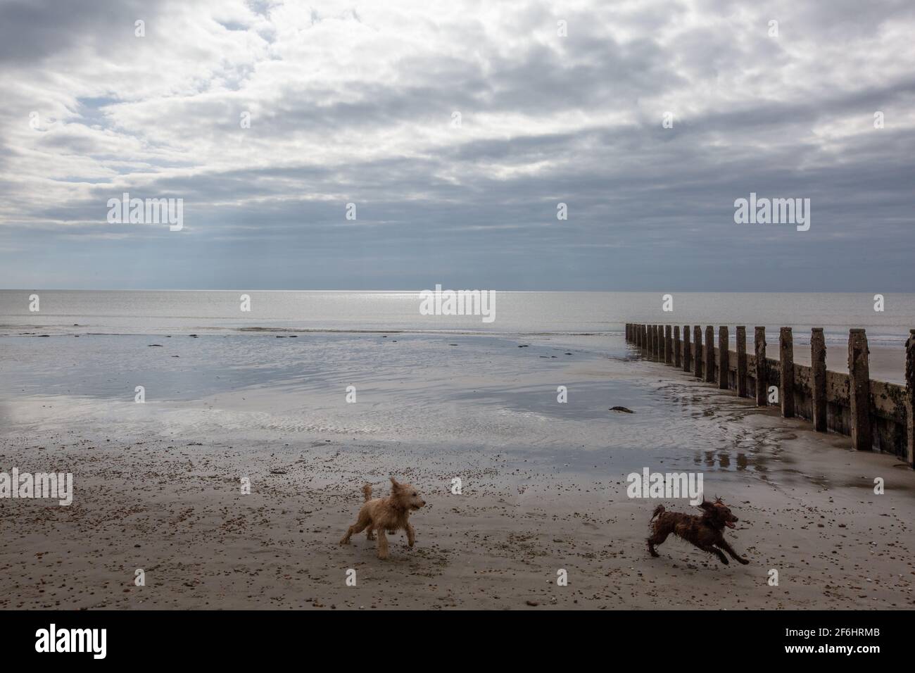 Two dogs enjoy a moderately sunny morning at Felpham, along the West Sussex Coastline, England, United Kingdom Stock Photo
