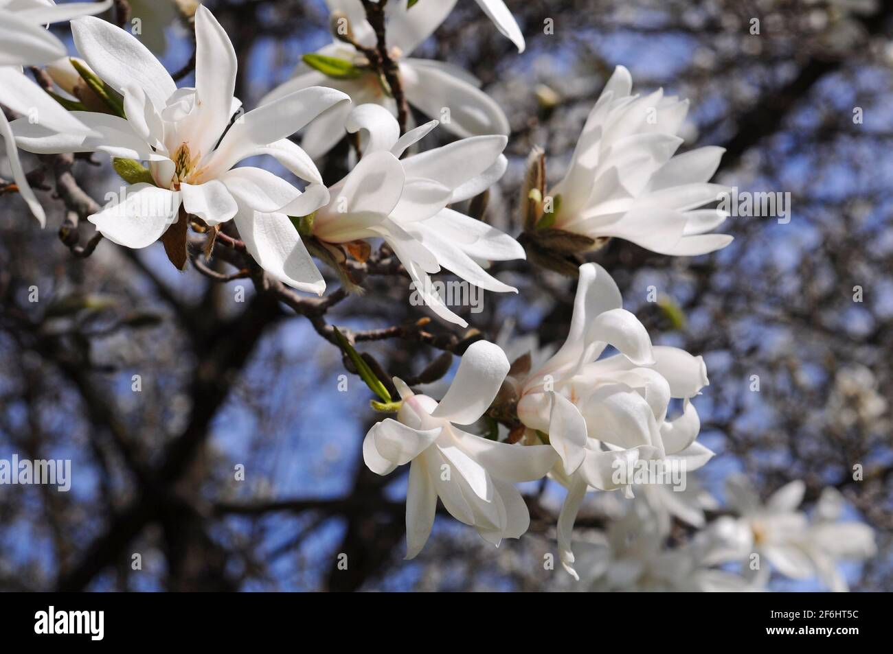 White magnolia tree flowers background against the sky Stock Photo - Alamy