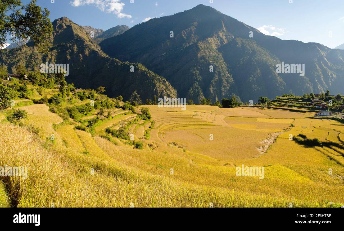 Rice plantation in nepal hi-res stock photography and images - Alamy
