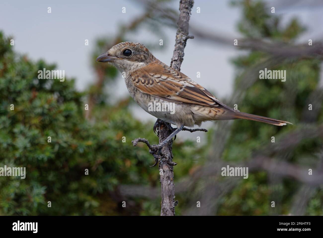 Juvenile Red-backed Shrike (Lanius collurio) perched on a branch Stock Photo