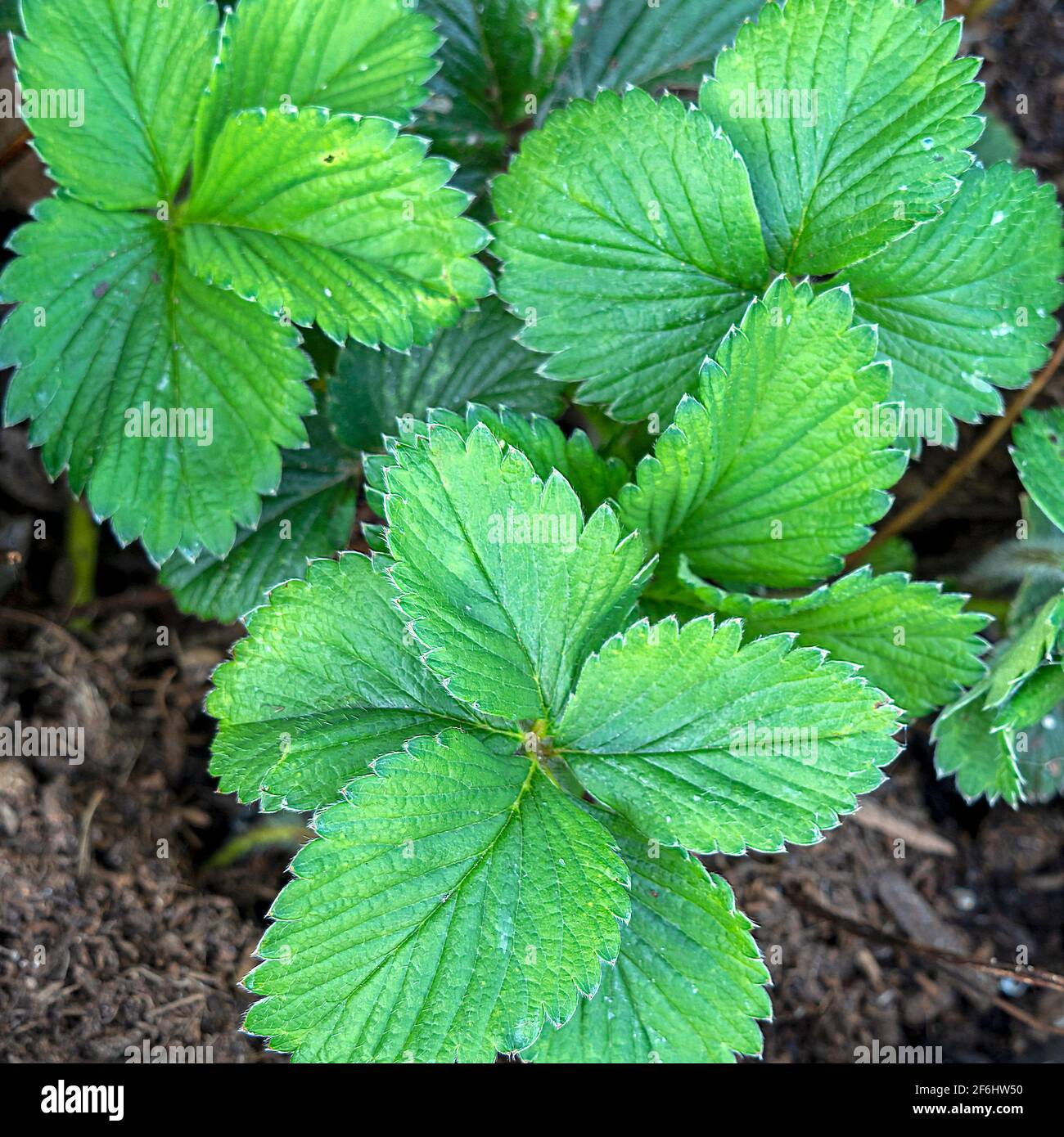 Fresh green leaves on a strawberry plant Stock Photo