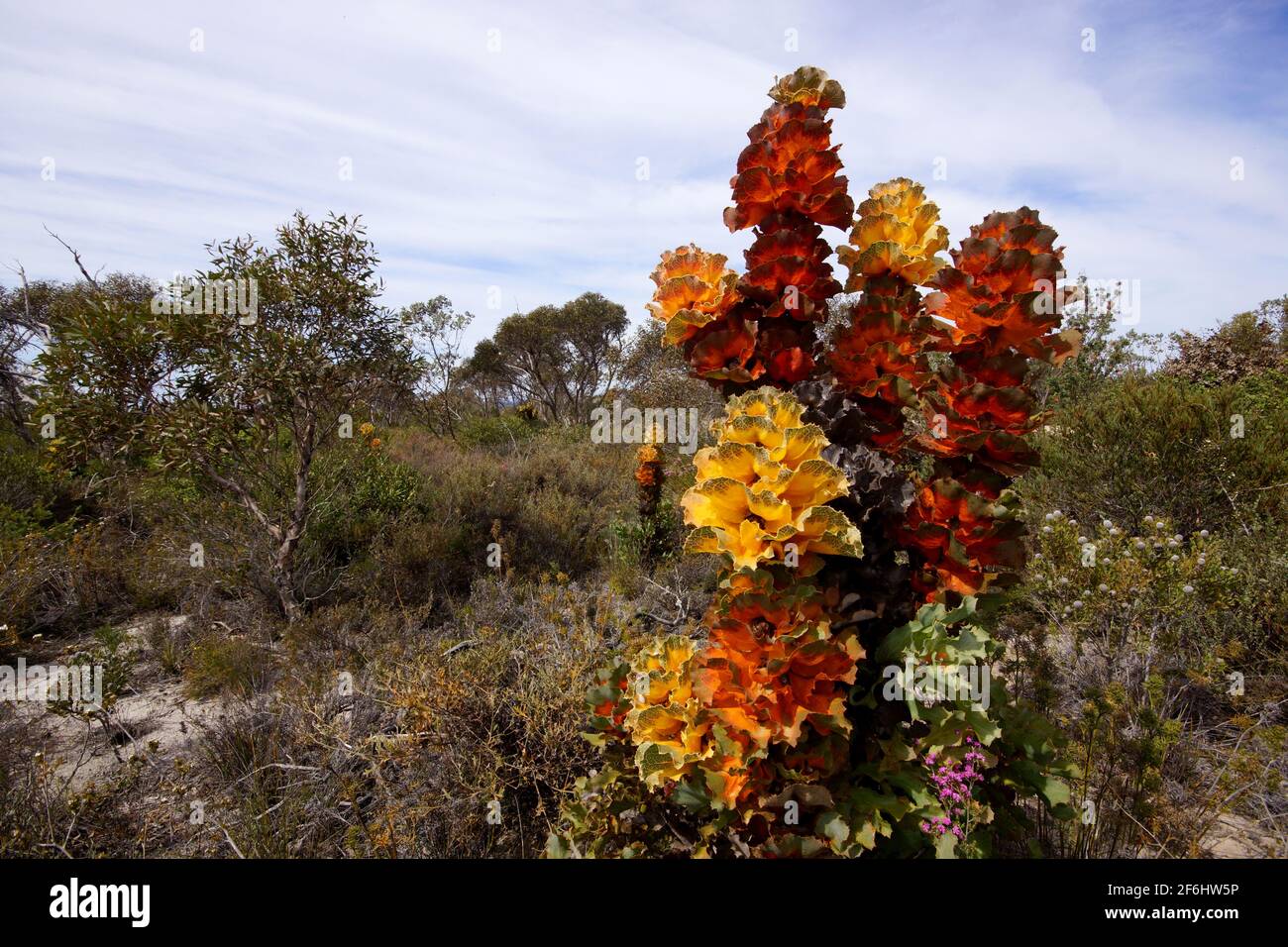 Royal Hakea shrub with yellow and orange foliage in bushland near Hopetoun, Western Australia Stock Photo