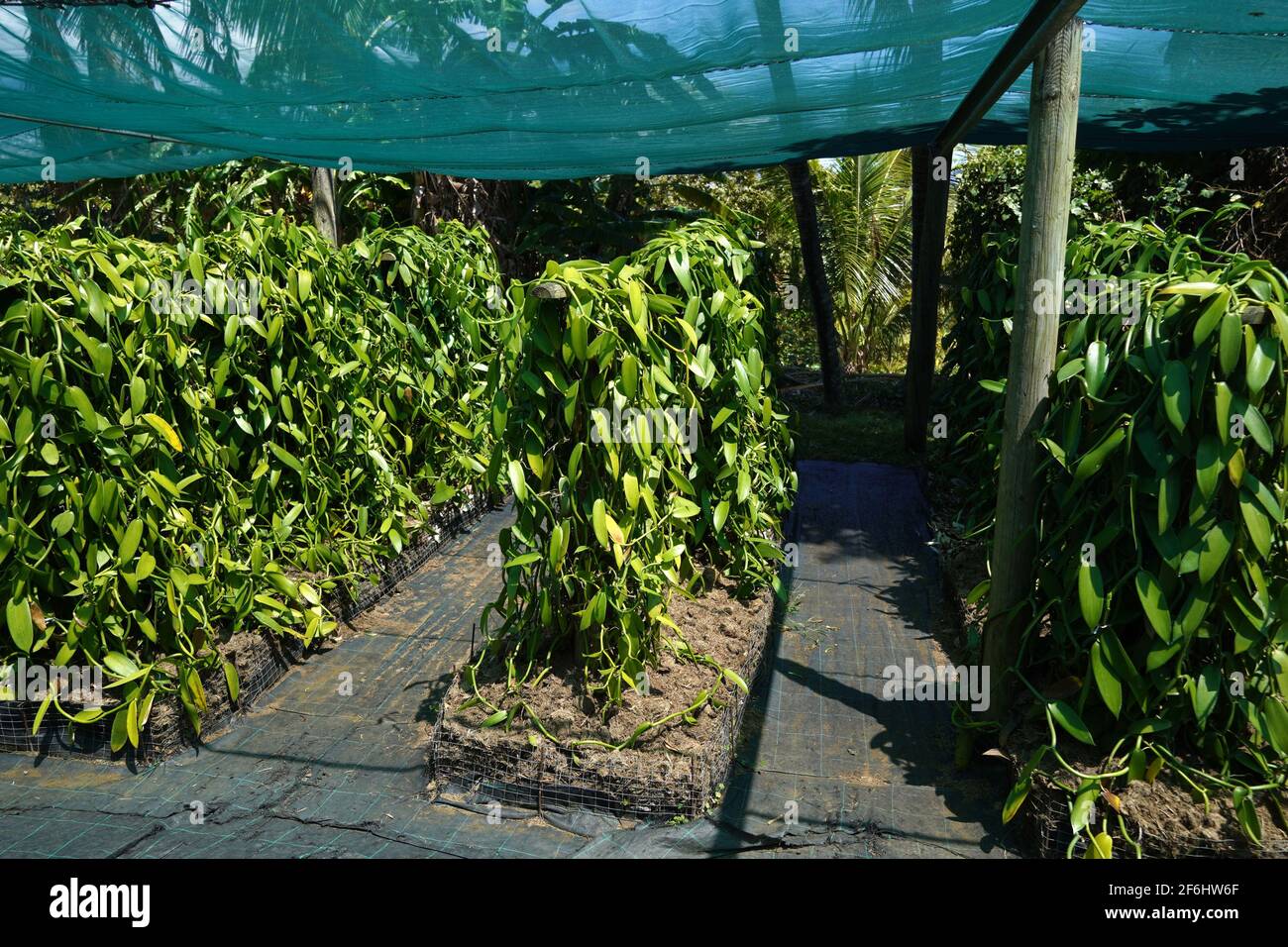 Reunion, SainteSuzanne, 2020/29/29 vanilla plants (vanilla planifolia