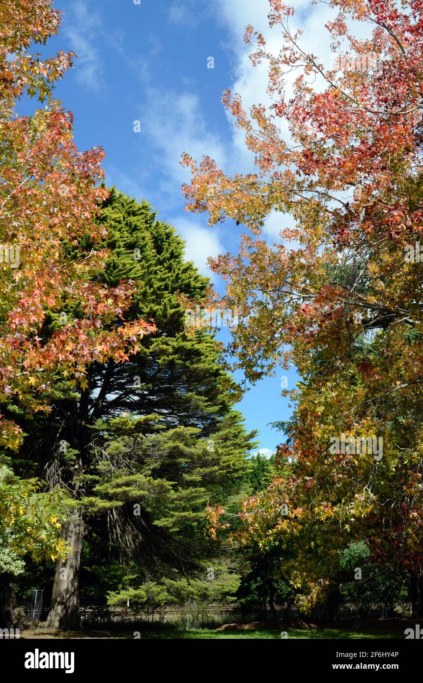 Autumn color in the park Stock Photo - Alamy