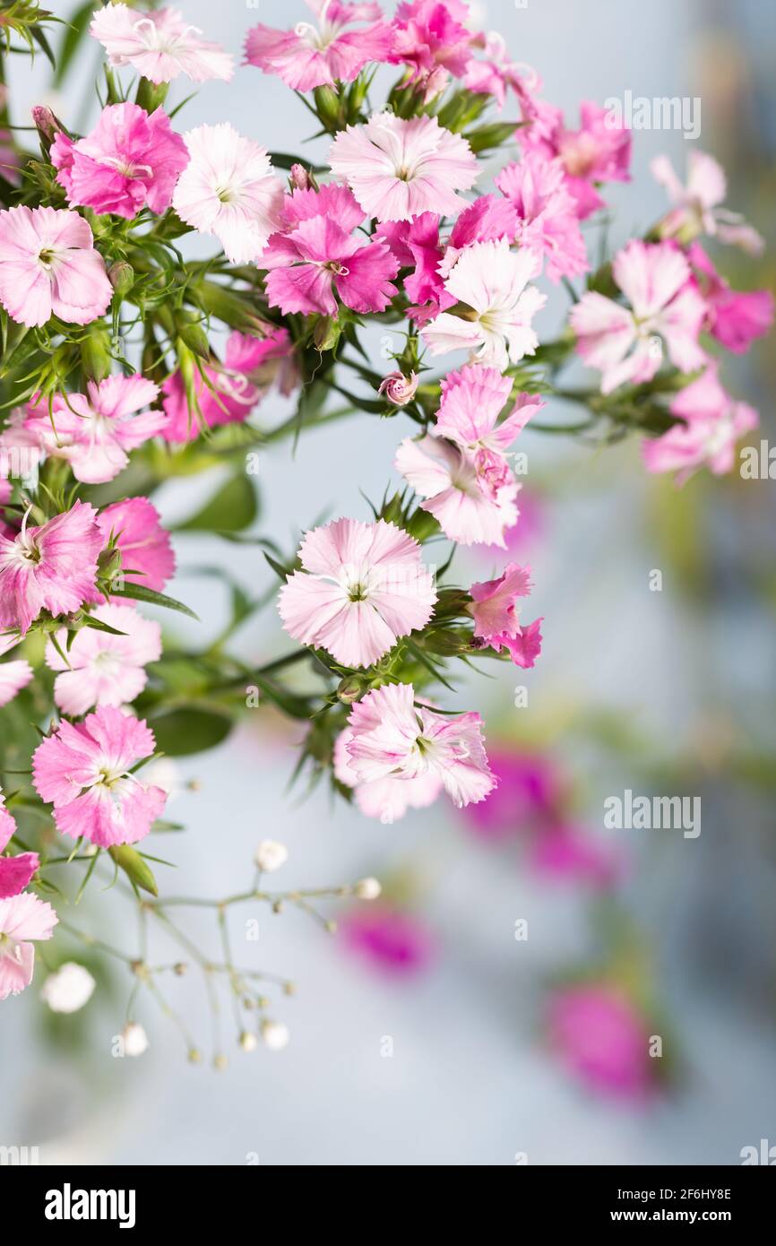 Pink sweet william flower in vase on blue wooden background Stock Photo