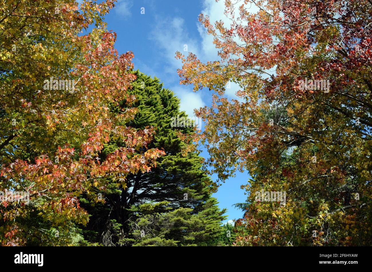 Autumn color in the park Stock Photo - Alamy