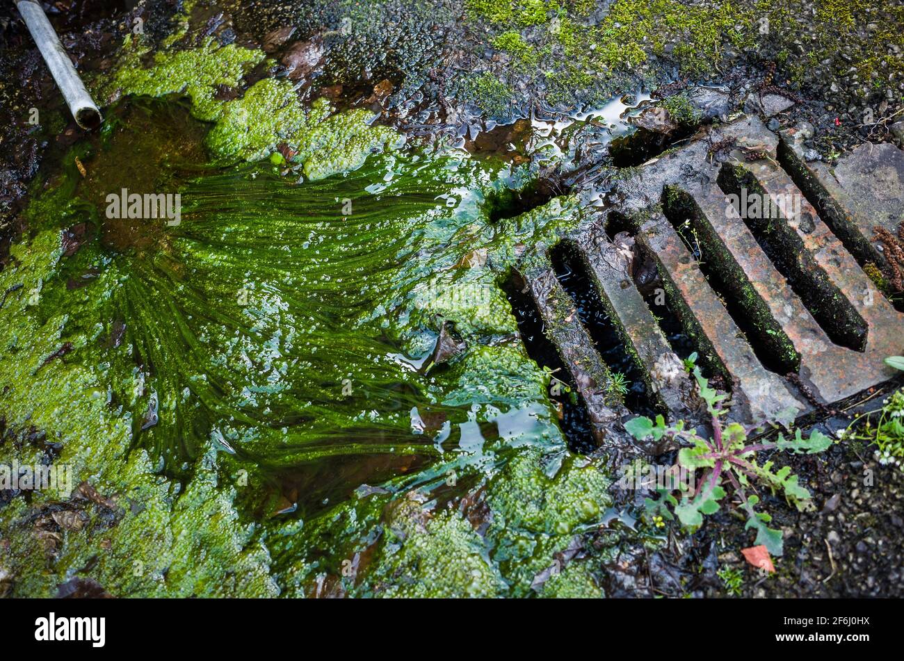 Green slime and trickling water from an old pipe into a drain. Stock Photo