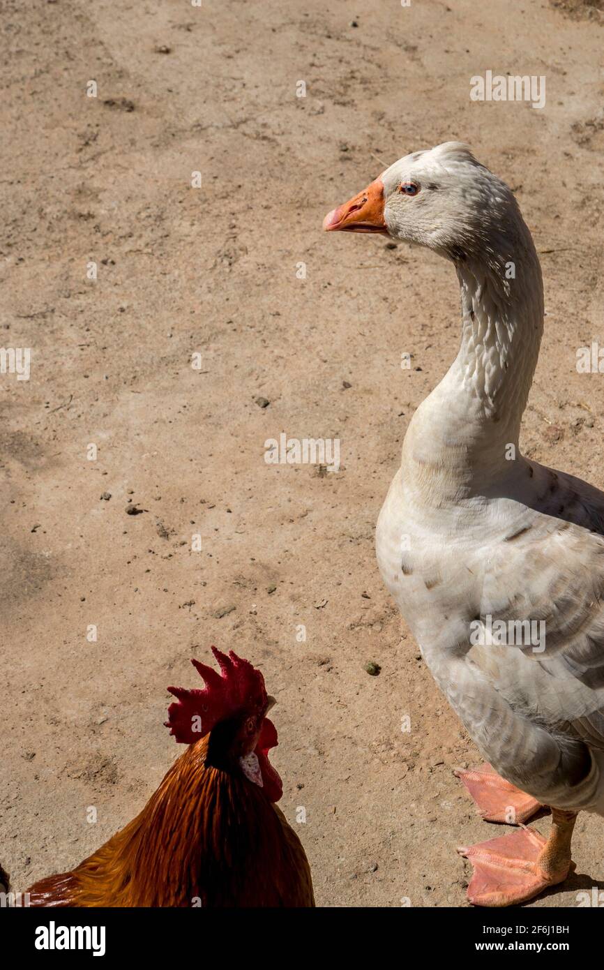 Cackle hires stock photography and images Alamy