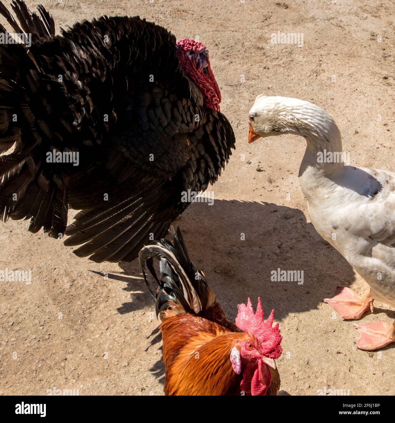 Farm turkey, chicken amb duck Stock Photo Alamy
