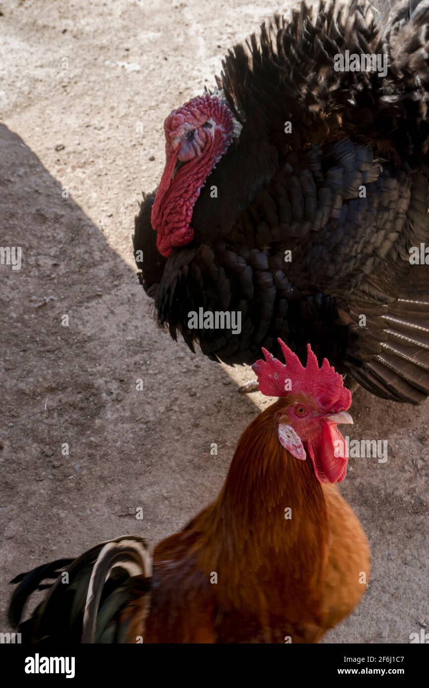 Farm turkey and chicken Stock Photo
