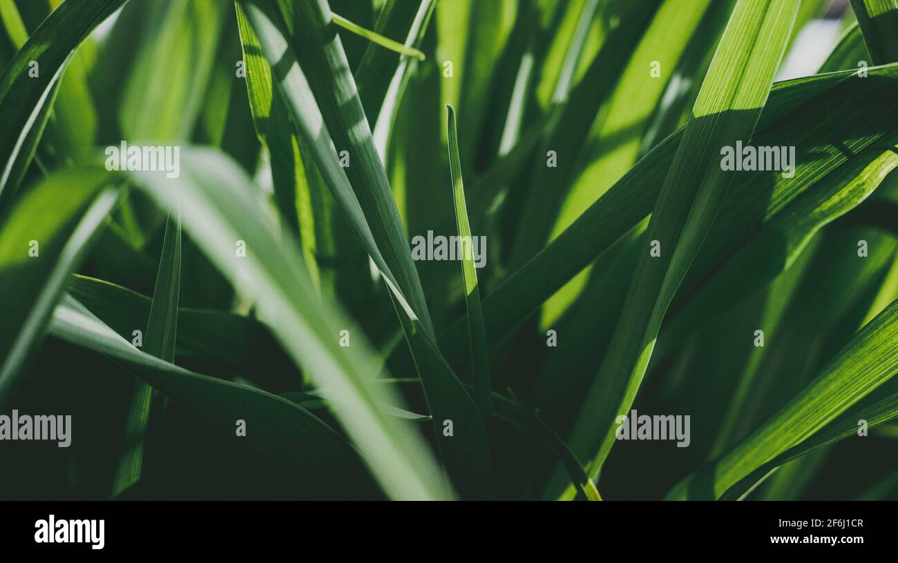 Leaves of the jungle hi-res stock photography and images - Alamy