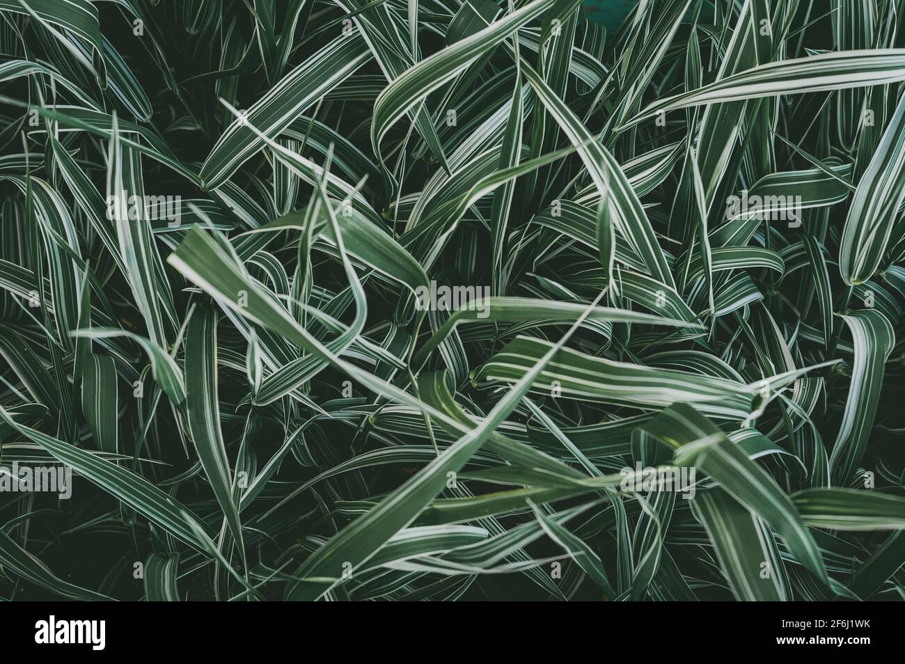 Jungle leaves hi-res stock photography and images - Alamy