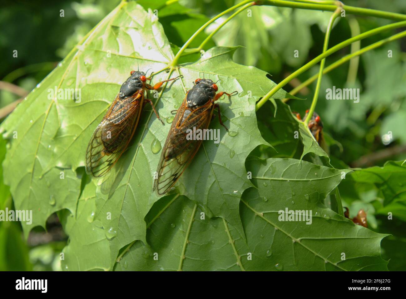 USA Maryland Insect Cicada Cicadas Cicadoidea Brood X 17 year cicada