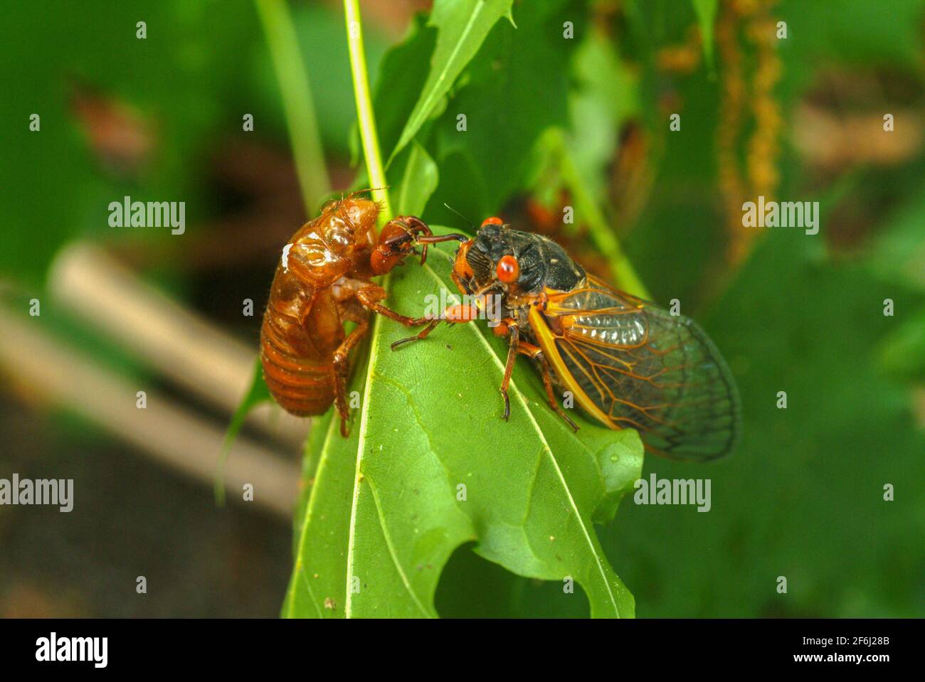 USA Maryland Insect Cicada Cicadas Cicadoidea Brood X 17 year cicada emerges from the ground to reproduce Stock Photo