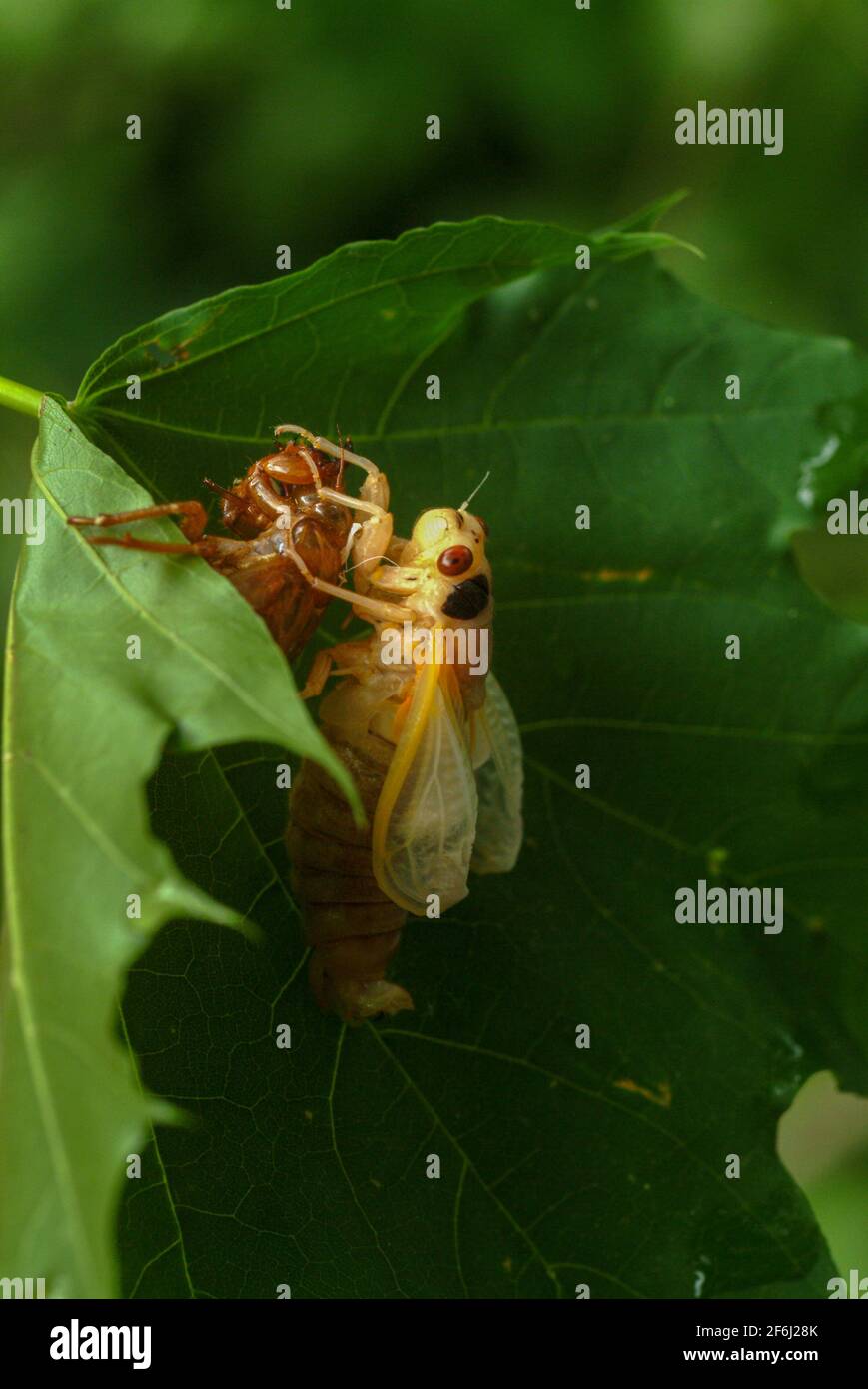 USA Maryland Insect Cicada Cicadas Cicadoidea Brood X 17 year cicada emerges from the ground to reproduce Stock Photo