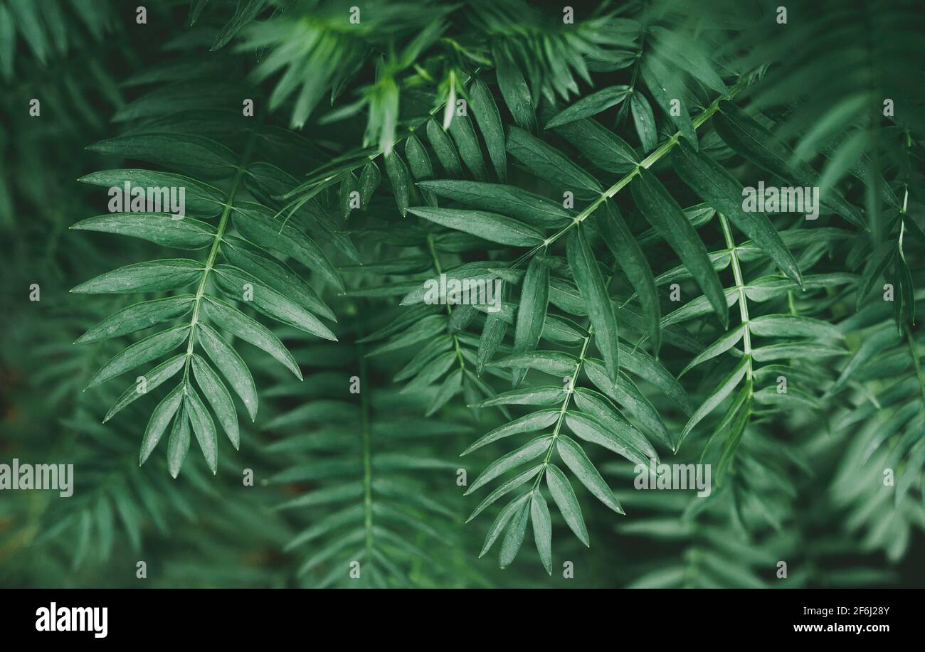 Abstract green leaves, tropical foliage in jungle, natural background pattern texture Stock Photo