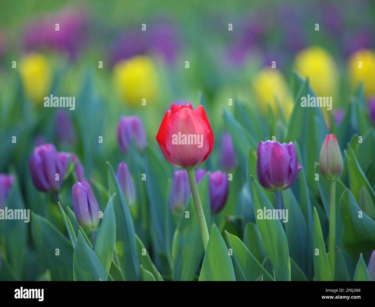Lonely red tulip among purple and yellow. Bright flowers background. Stock Photo