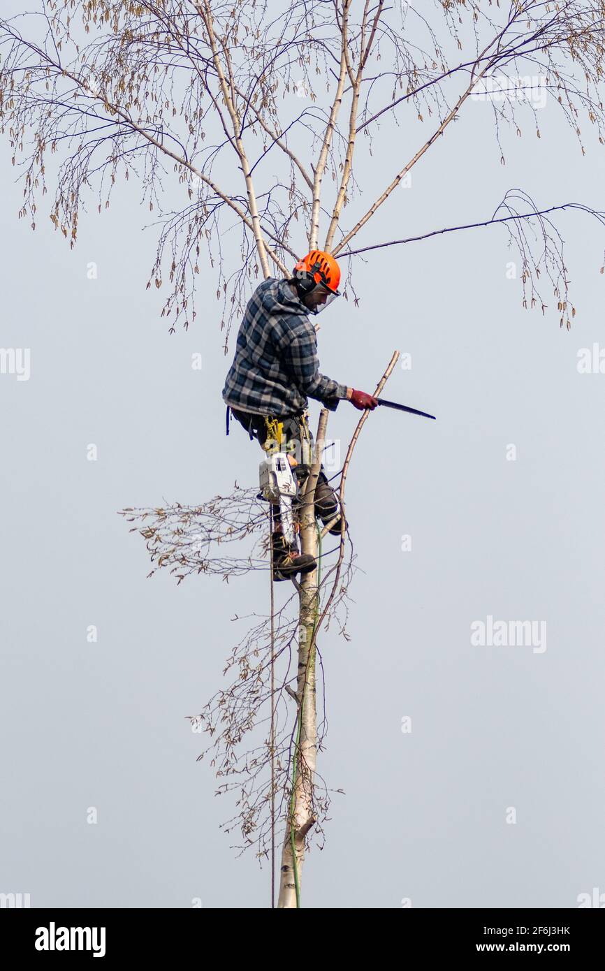 Tree surgeon chopping down a silver birch tree using a chain saw and a safety rope Stock Photo