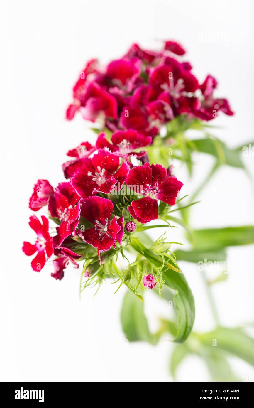 Red sweet lily flowers isolated on white background Stock Photo - Alamy