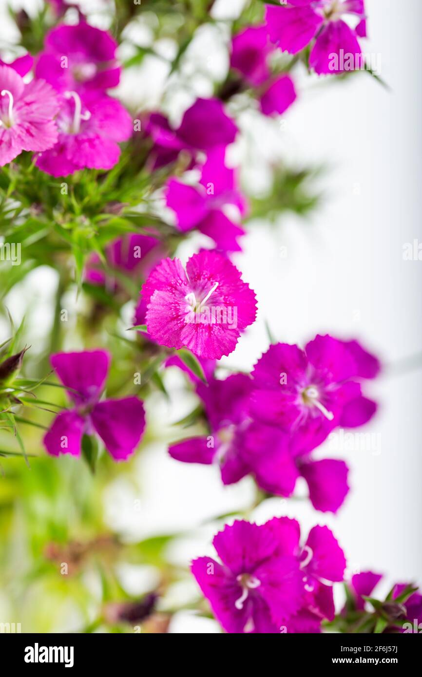 Pink sweet william flower isolated on a white background Stock Photo
