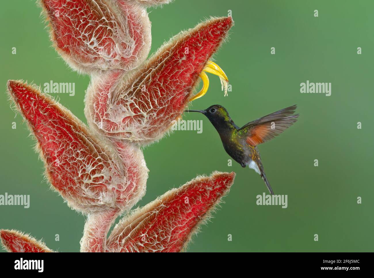 Garden Emerald hummingbird feeding on a Heliconia flower in Costa Rica Stock Photo