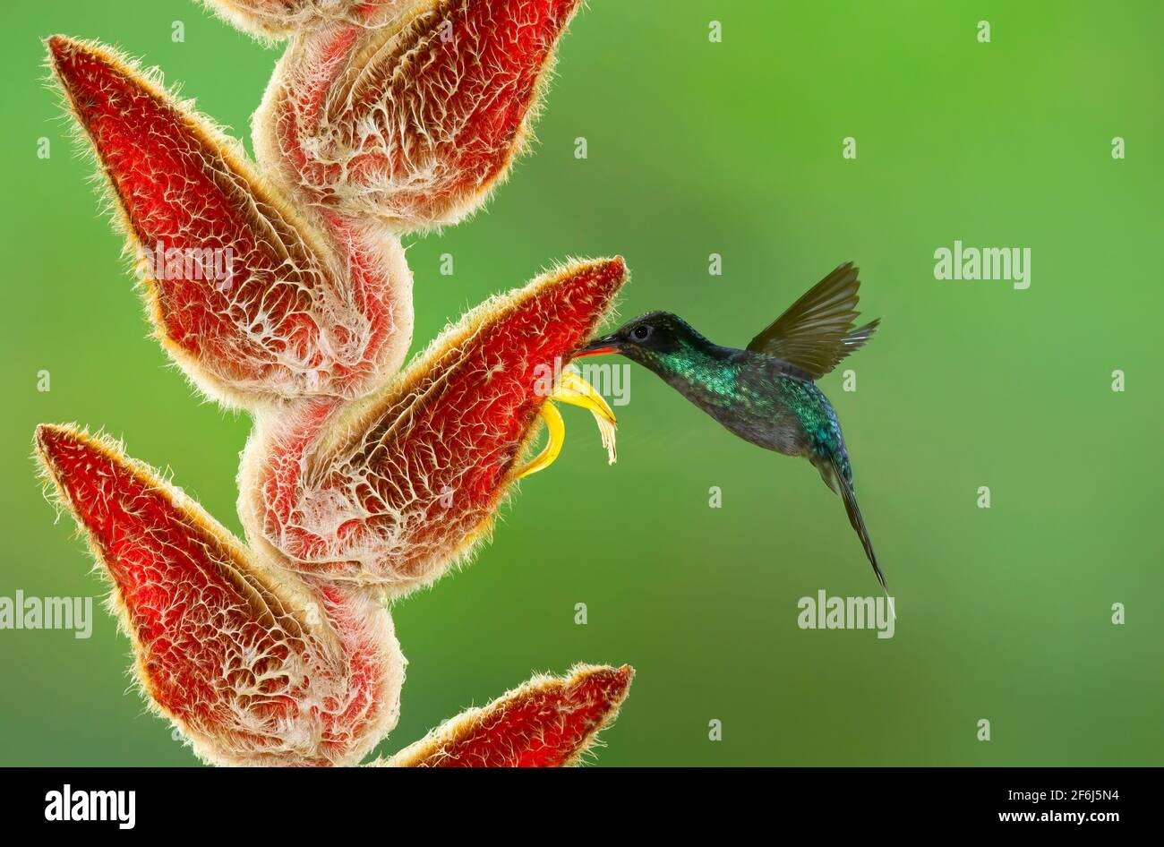 Green Hermit hummingbird feeding on a Heliconia flower in Costa Rica Stock Photo