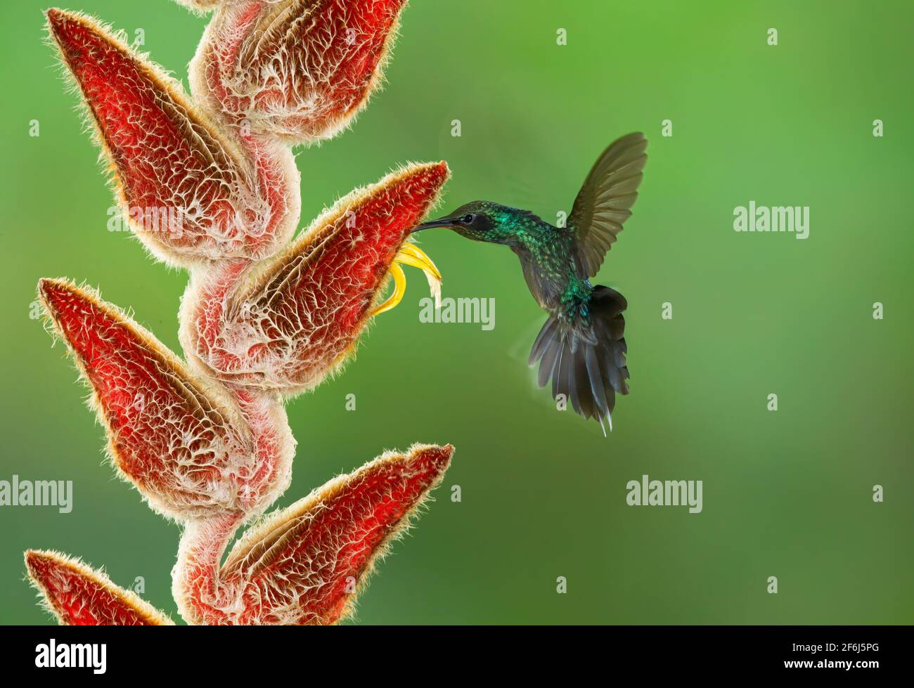 Green Hermit hummingbird feeding on a Heliconia flower in Costa Rica Stock Photo