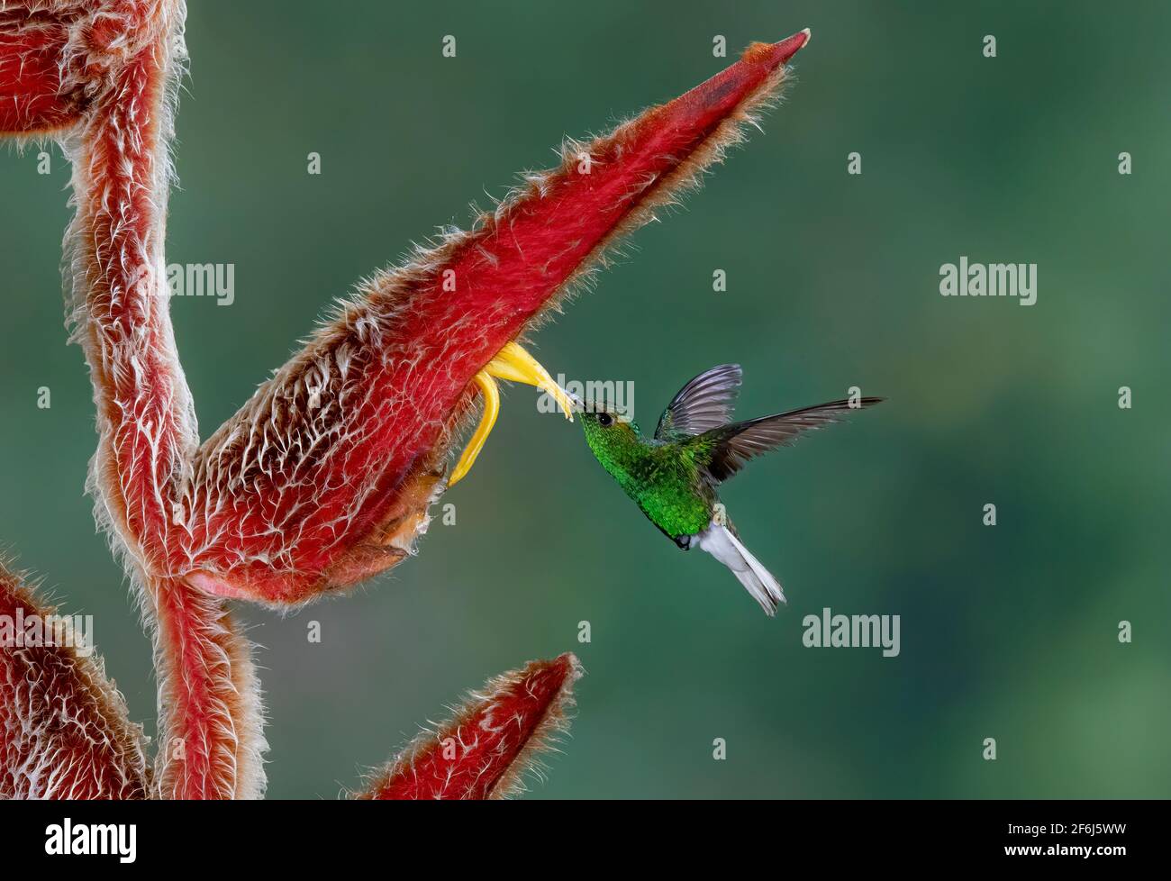 Green-crowned brilliant hummingbird (Heliodoxa jacula) feeding on a Heliconia flower in Costa Rica Stock Photo