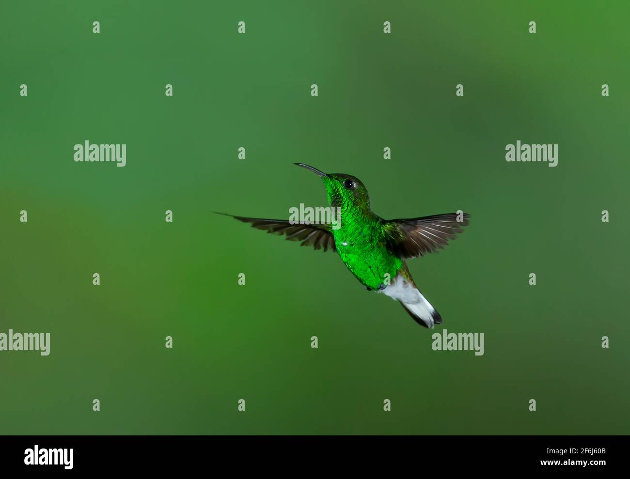 Green-crowned brilliant hummingbird (Heliodoxa jacula) in flight in Costa Rica Stock Photo