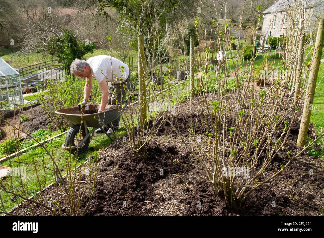 Older man male gardener wheelbarrow mulching raspberry canes raspberries compost mulch in spring April garden Wales UK Great Britain 2021 KATHY DEWITT Stock Photo