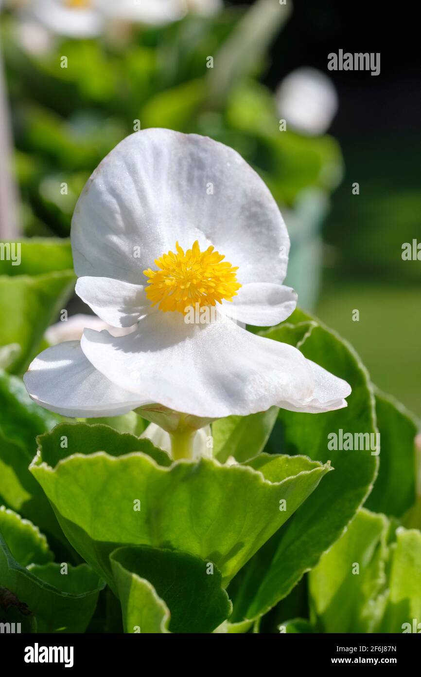 Begonia tophat white hires stock photography and images Alamy