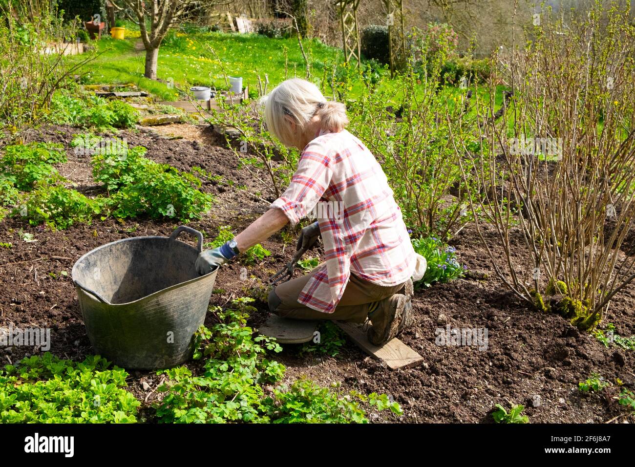 Older woman kneeling weeding in March spring cottage garden gardening  preparing beds for planting Wales Britain UK  KATHY DEWITT Stock Photo