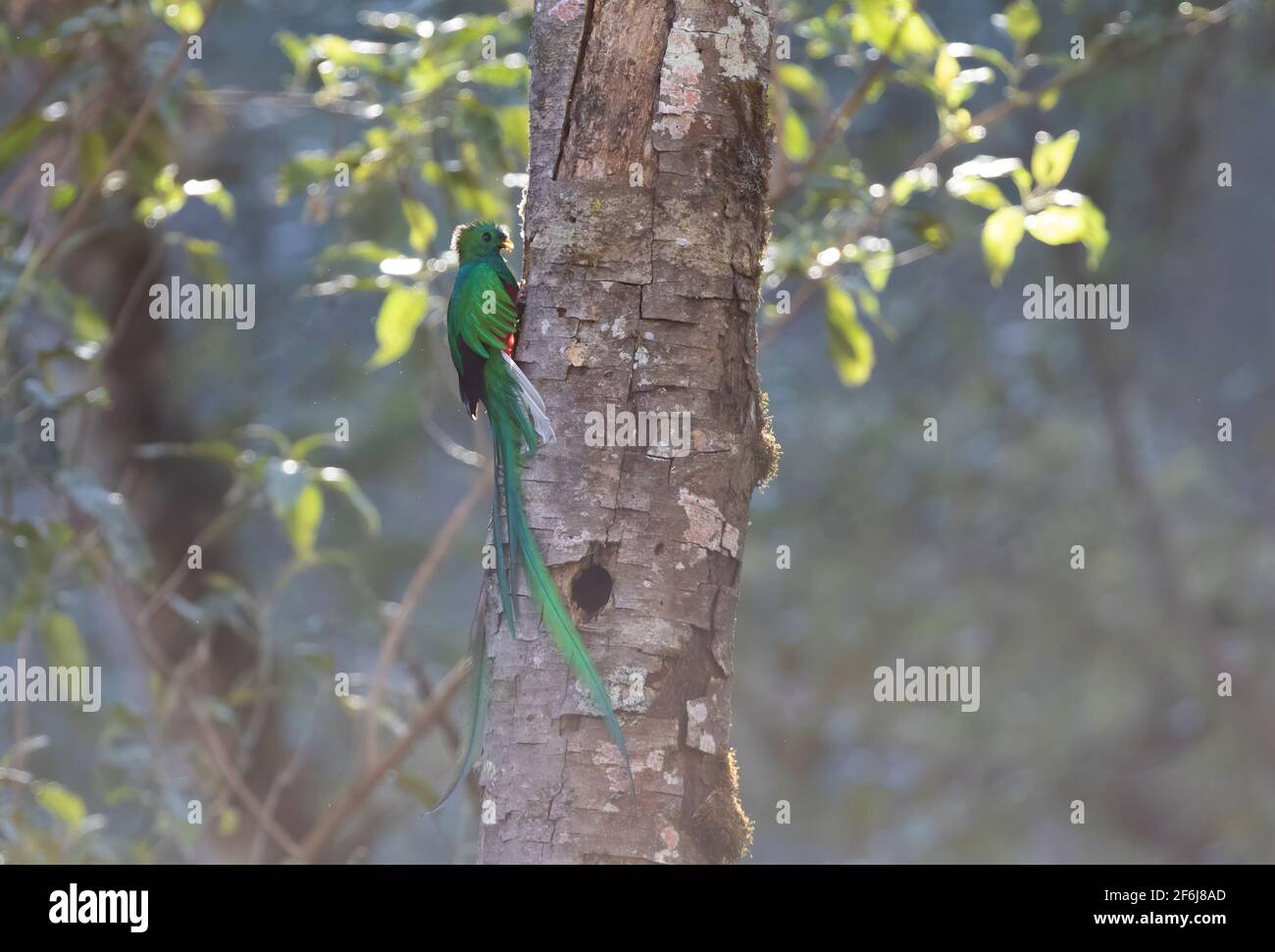 Resplendent Quetzal perched on the side of tree in Costa Rica Stock Photo
