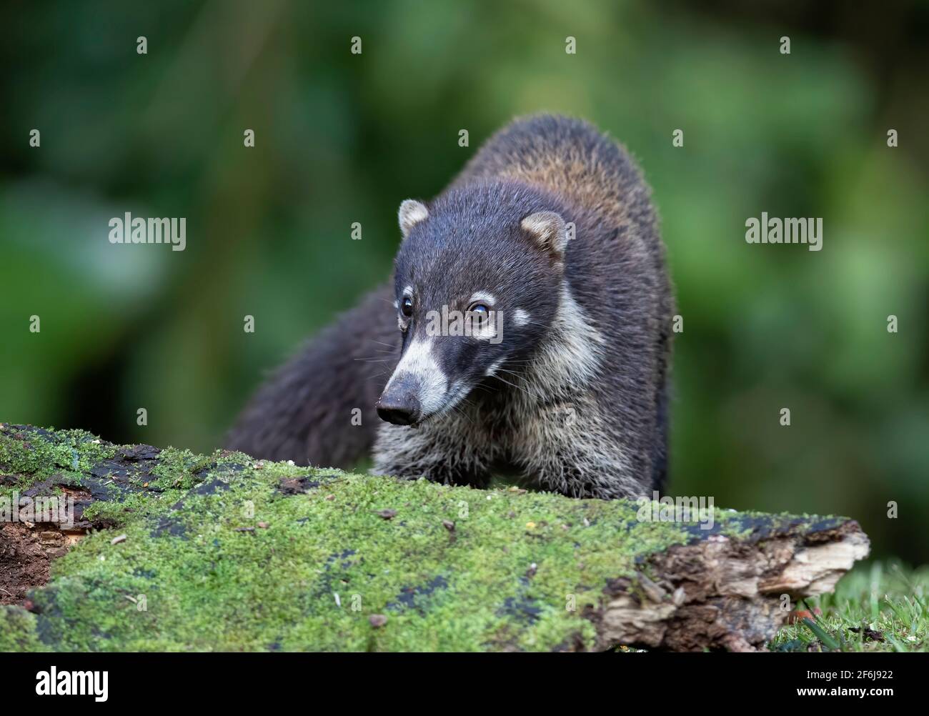 White-nosed Coati coatimundi in Costa Rica Stock Photo - Alamy