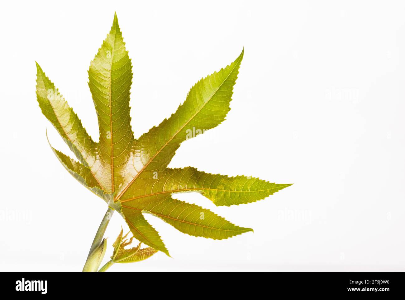 Green castor leaf - Ricinus communis Stock Photo - Alamy