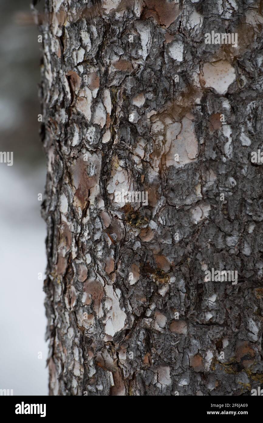 close up vertical of roughly textured tree bark outdoors on winter day with snow in background outside layer of tree skin odd shapes and rough texture Stock Photo