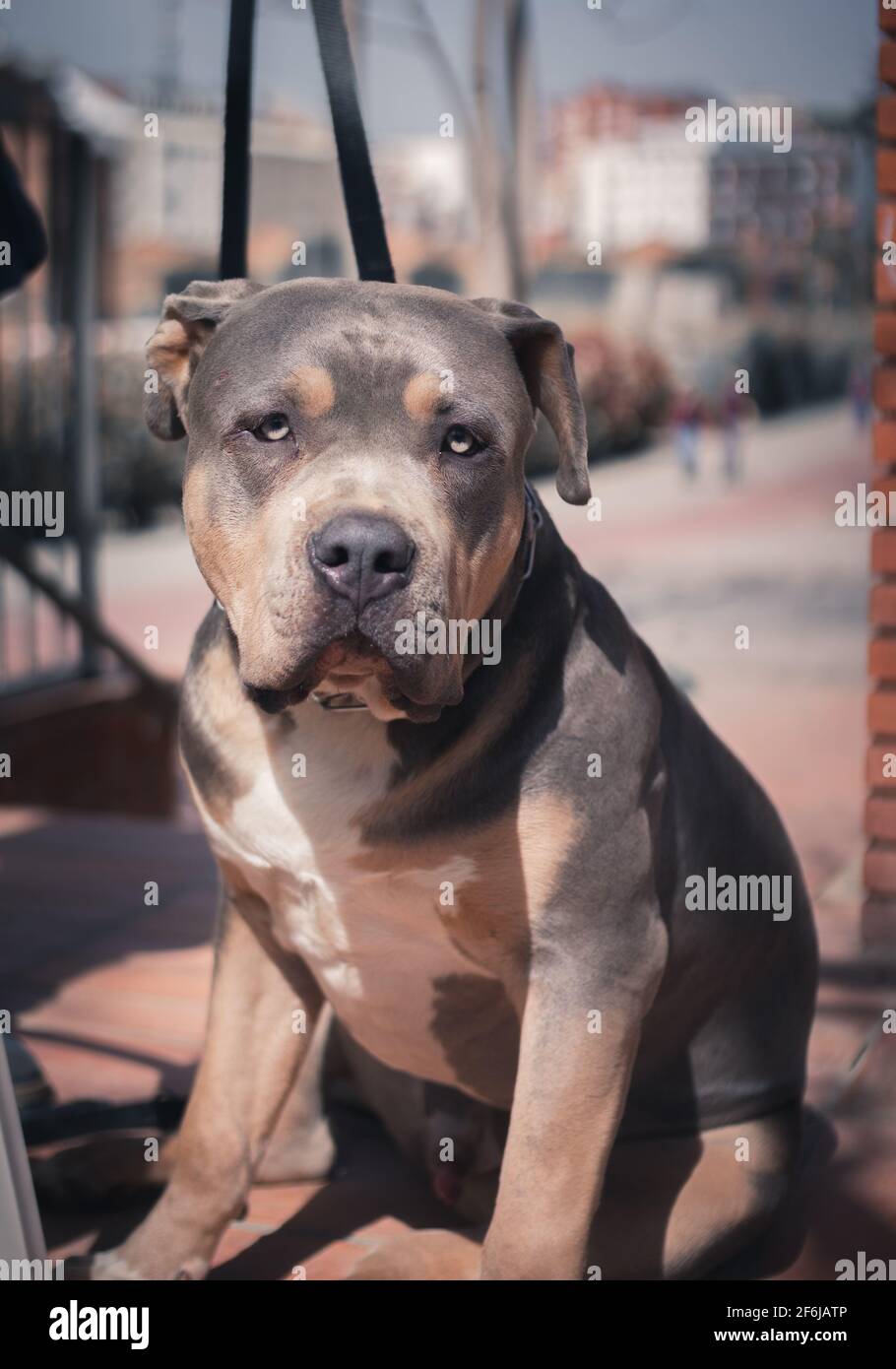 An american pitbull taking sun Stock Photo