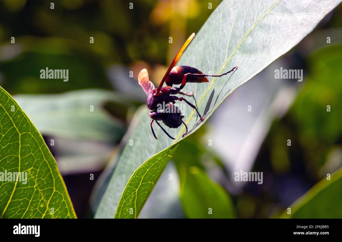 A big bee carrying food perches on a leaf Stock Photo