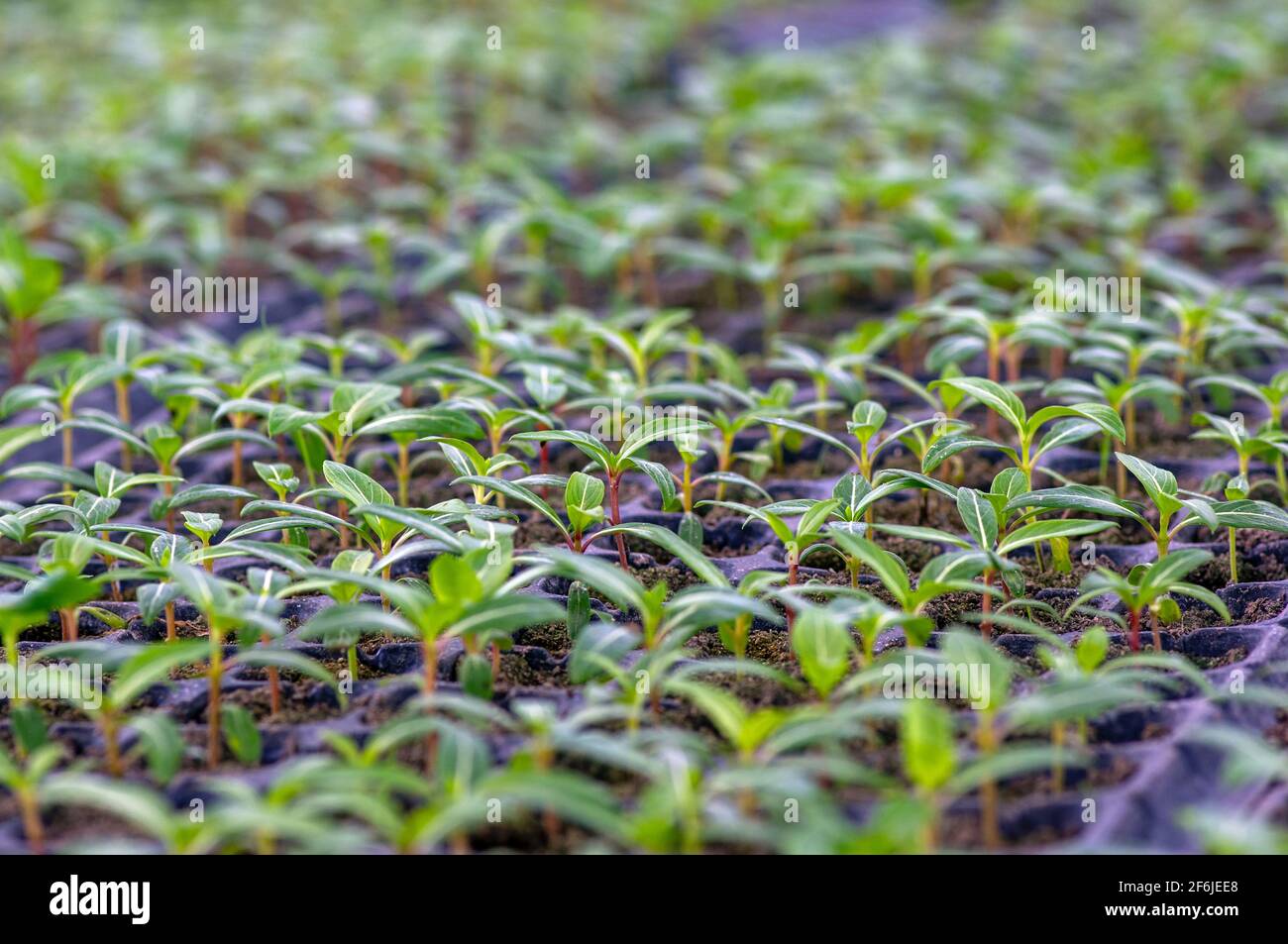 Ornamental plant seedlings, selected focus, in the nursery in Sleman ...