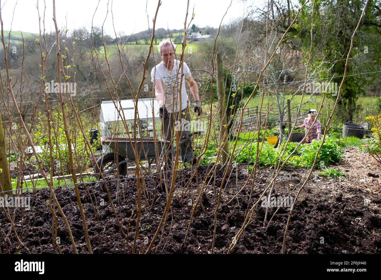 Raspberry canes hi-res stock photography and images - Alamy