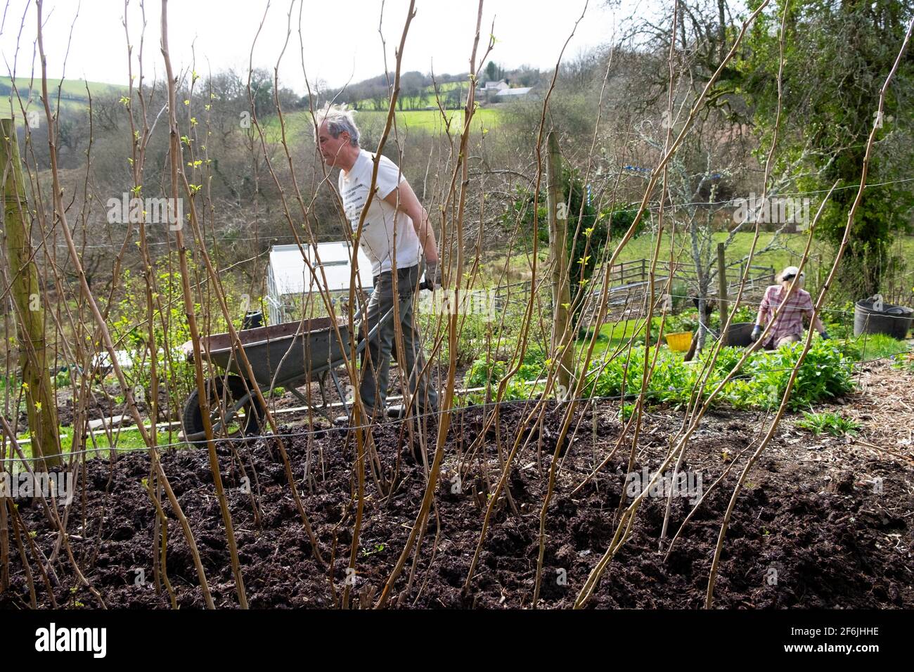 Mulching fruit canes hi-res stock photography and images - Alamy