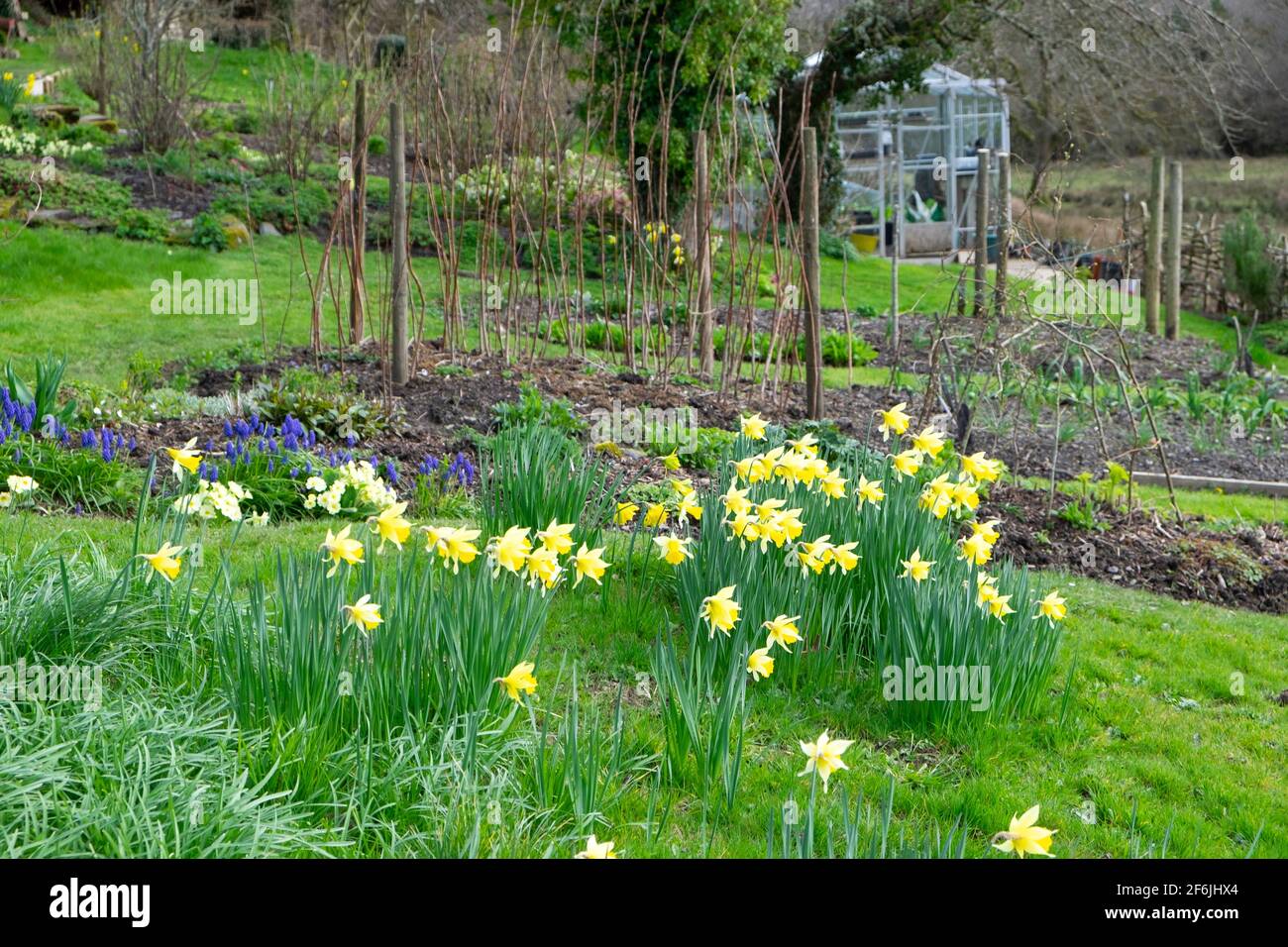 Daffodils and grape hyacinths hires stock photography and images Alamy