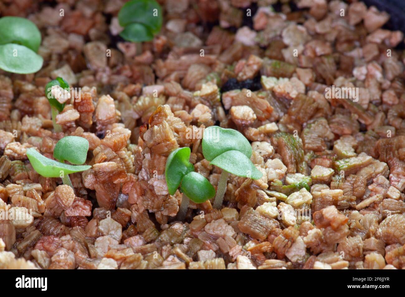 Sweet Basil Herb seedlings 5 days old Stock Photo - Alamy