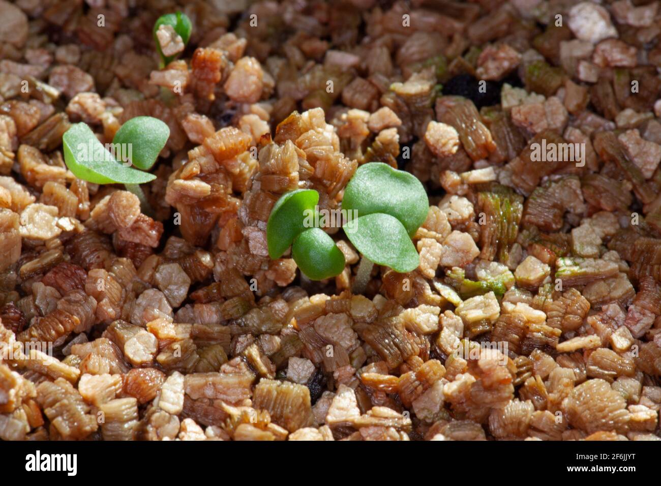 Sweet Basil Herb seedlings 5 days old Stock Photo
