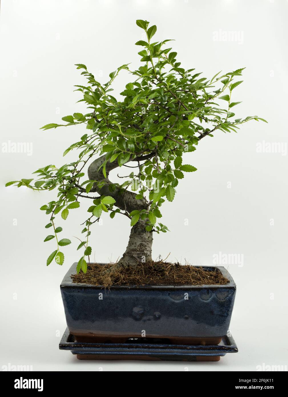 Zelkova bonsai in pot with white background Stock Photo