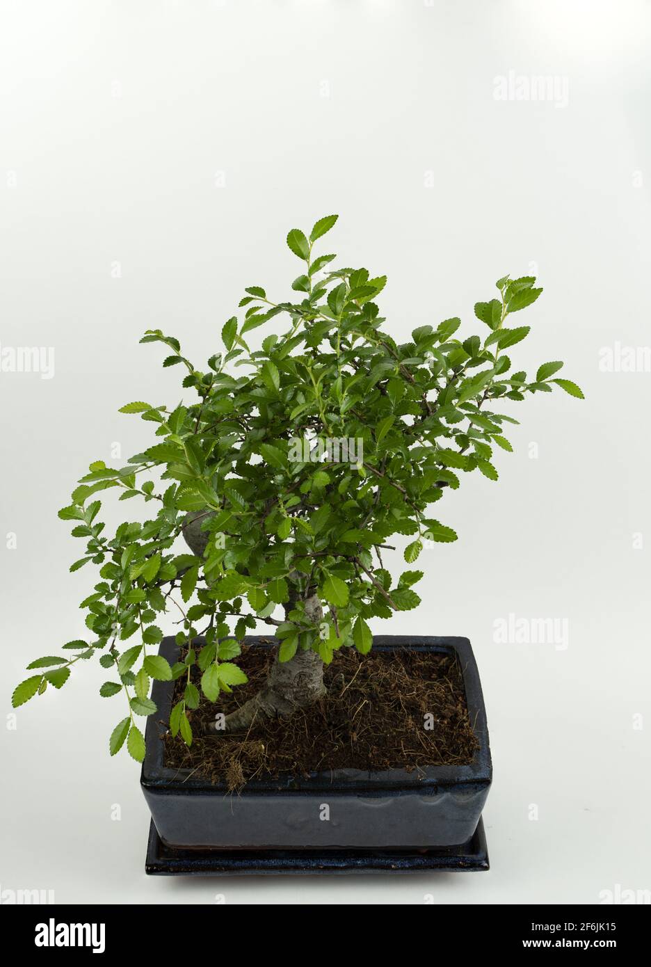 Zelkova bonsai in pot with white background, top view Stock Photo