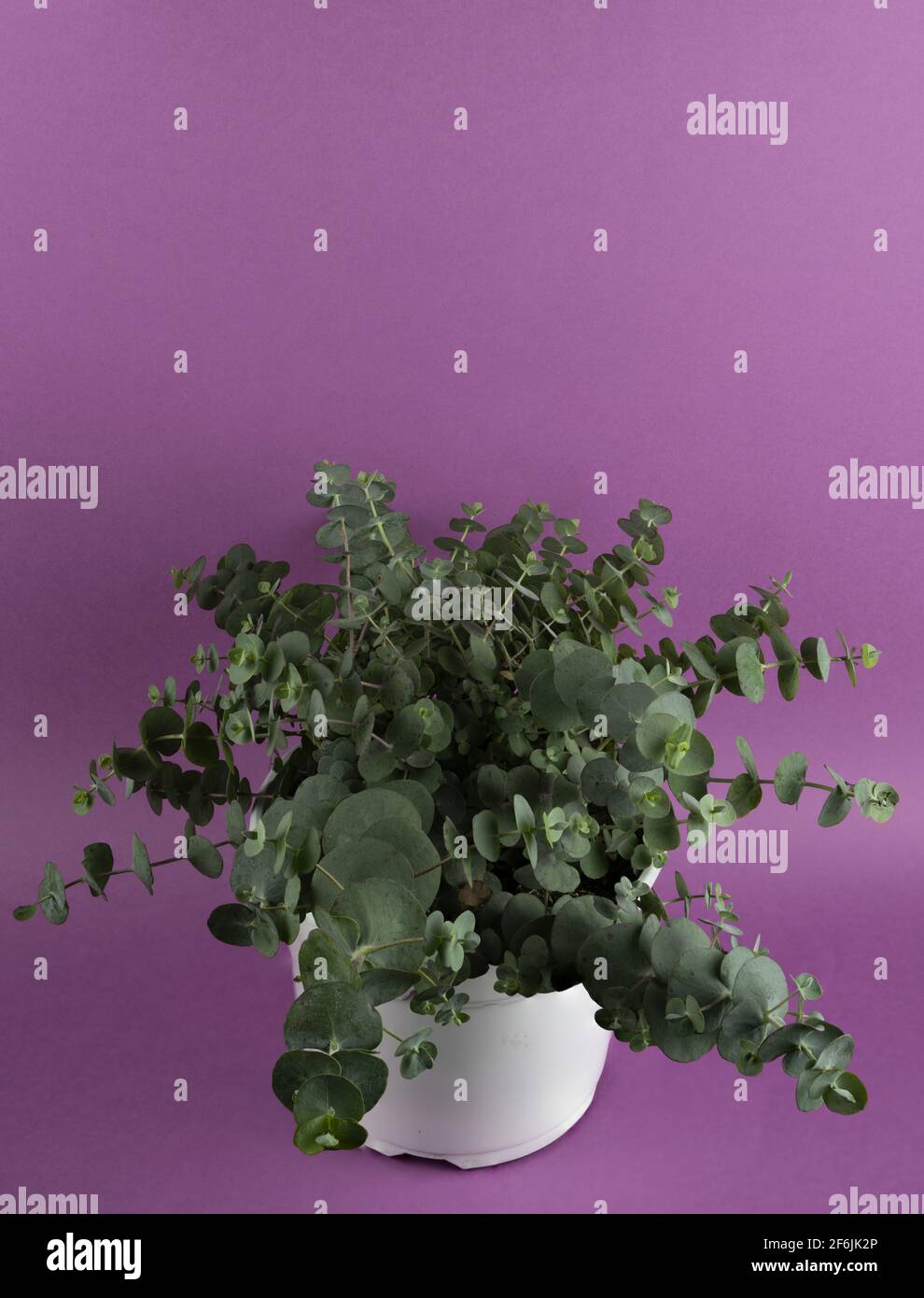 Эвкалипт гунни фото